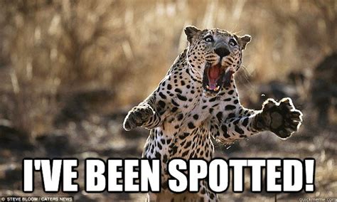 leopard meme